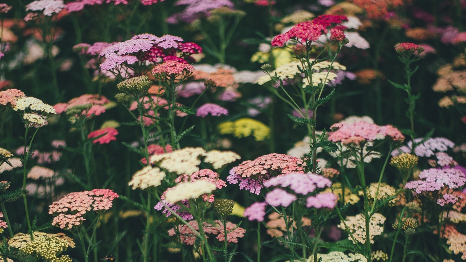 Looni blog post with photo by @anniespratt on https://unsplash.com/photos/g6aks8jVWBg